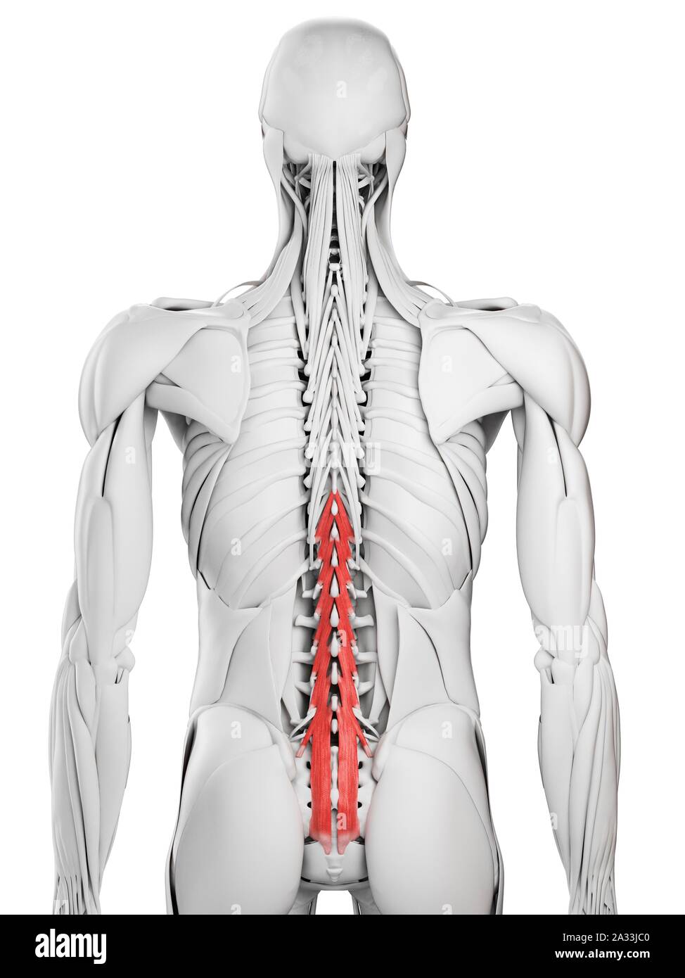 Multifidus muscle, illustration Stock Photo - Alamy