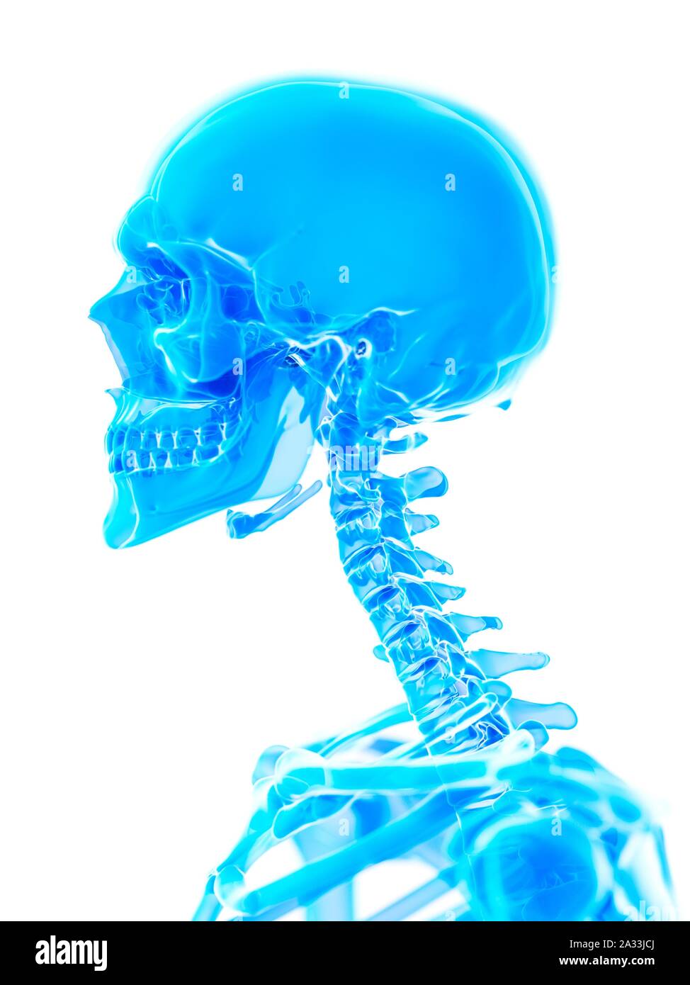 Neck bones, illustration Stock Photo Alamy
