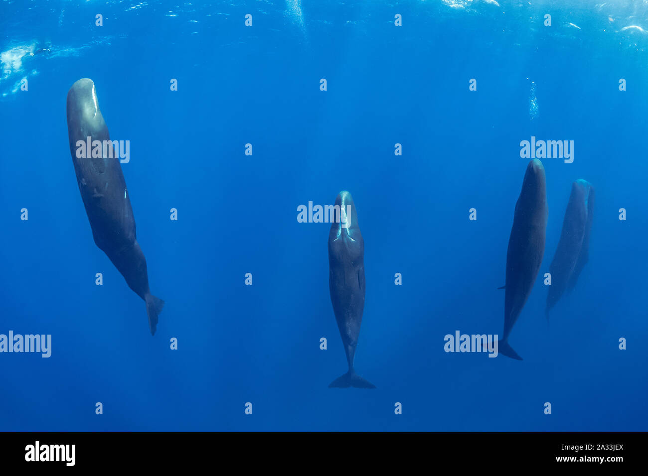 Sperm whales sleeping hi-res stock photography and images - Alamy