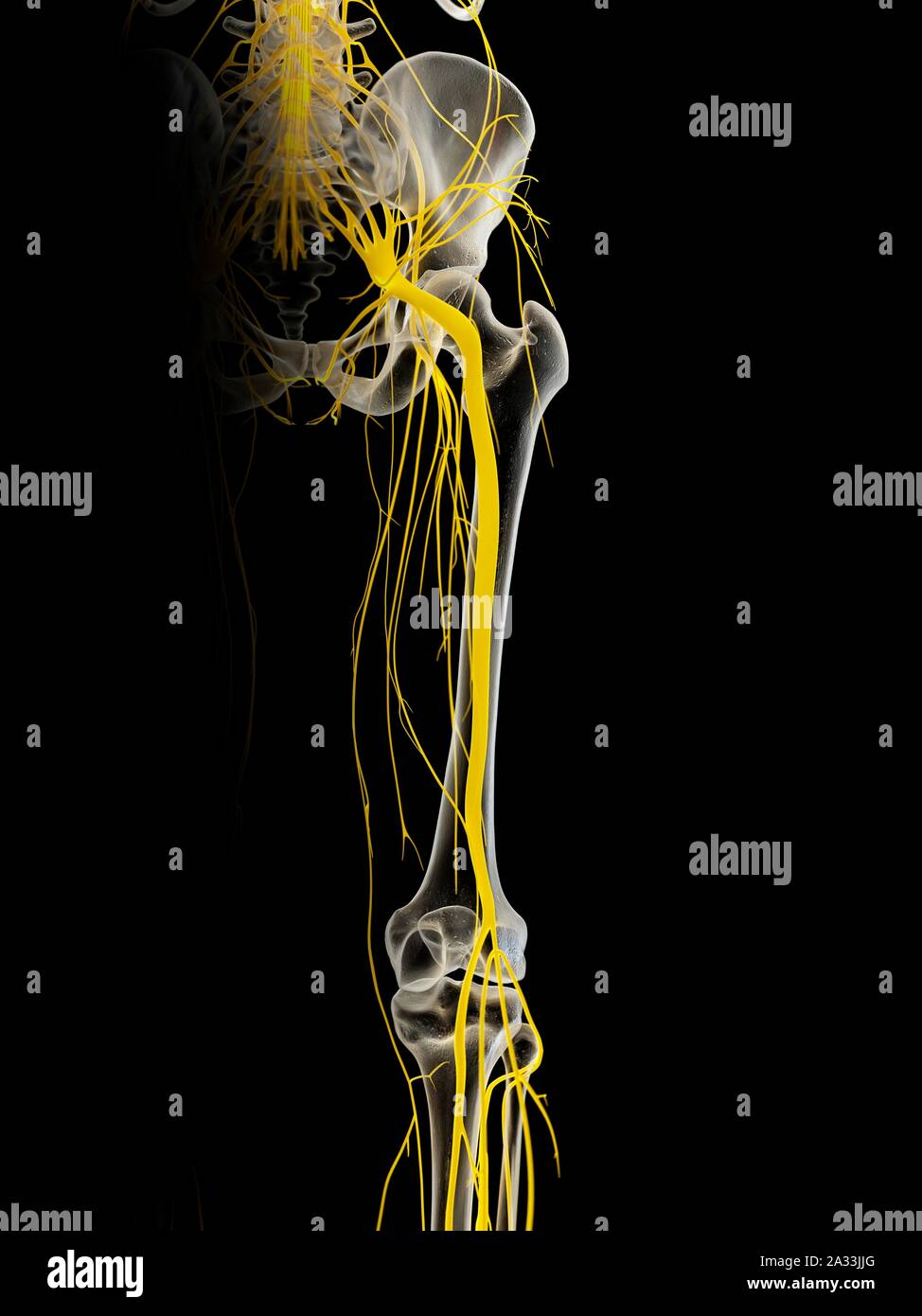 Sciatic nerve, illustration Stock Photo Biology Diagrams
