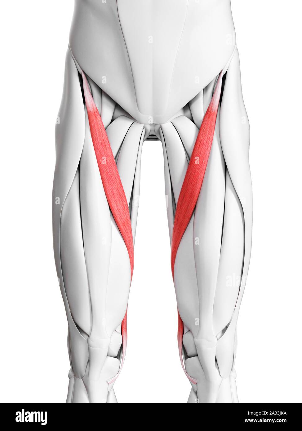 Sartorius muscle, illustration Stock Photo Alamy