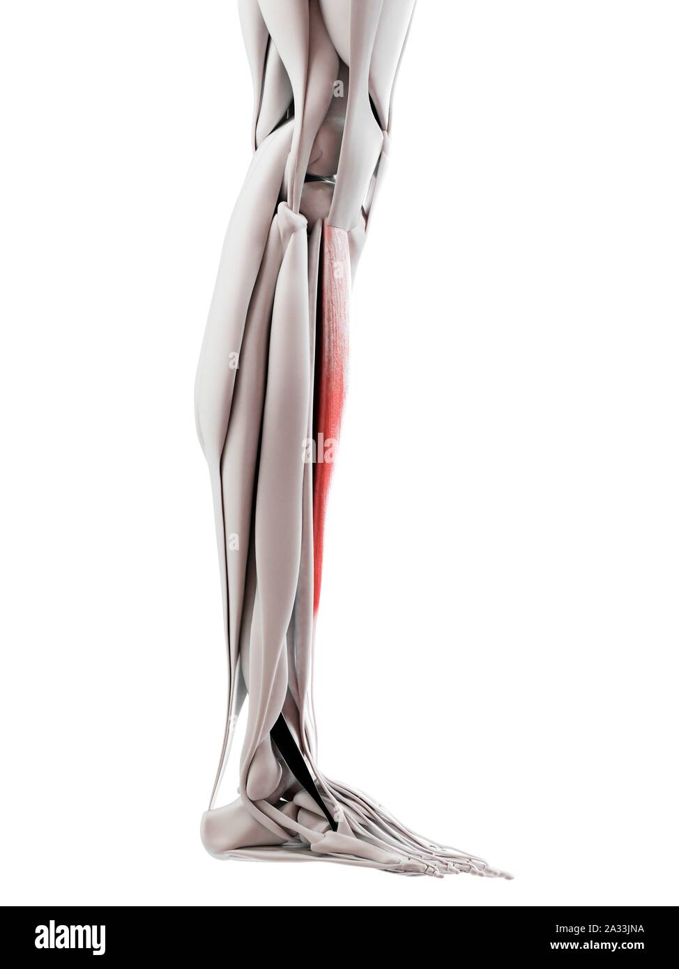 Muscle Overlying Tibia Leg Muscle Diagram Anterior