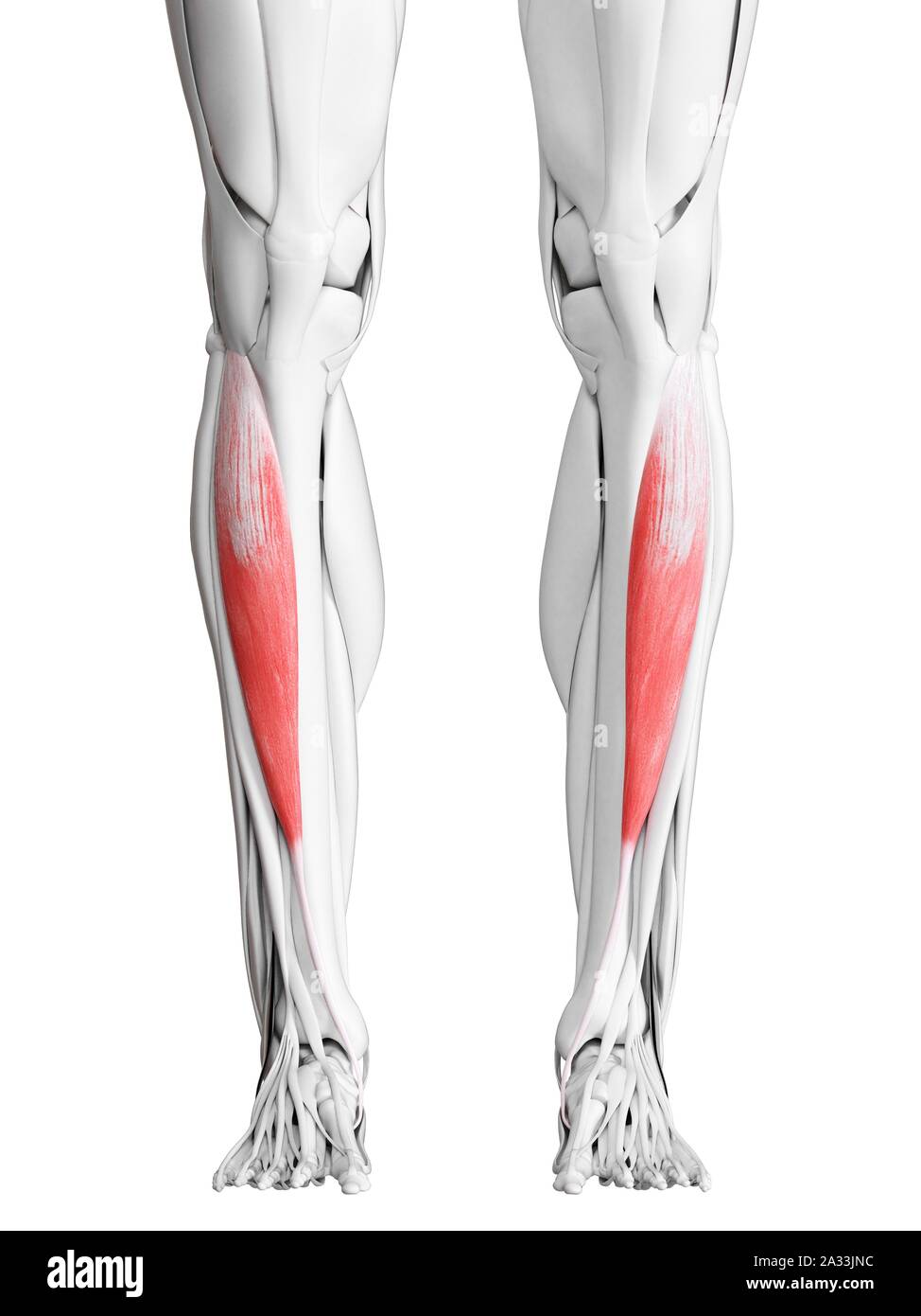 Tibialis anterior muscle, illustration Stock Photo - Alamy