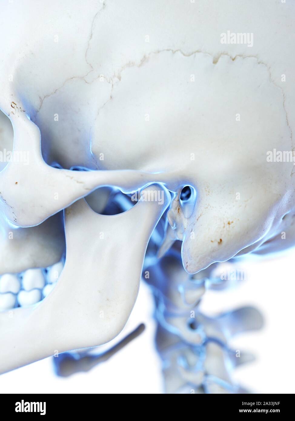 Temporomandibular joint, illustration Stock Photo