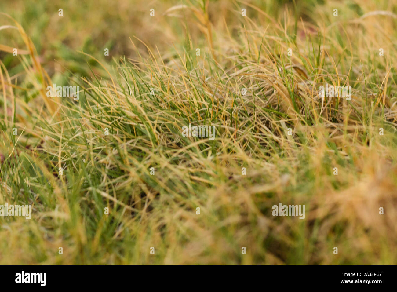 Grass that grows on the beach in Jamaica Stock Photo Alamy