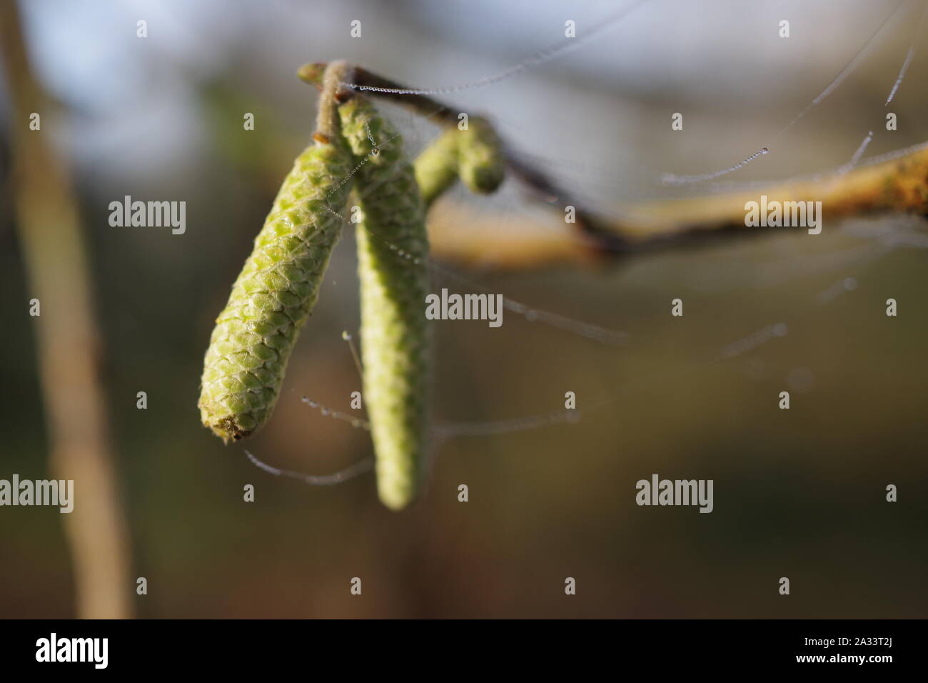 Hazel (Corylus avellana), Male Catkins, Closed Flowers on a Winters Day. Native Tree in