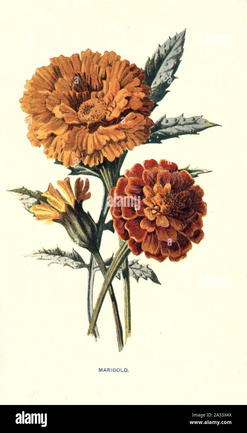 Familiar garden flowers (Plate 13) (7402388200). Stock Photo
