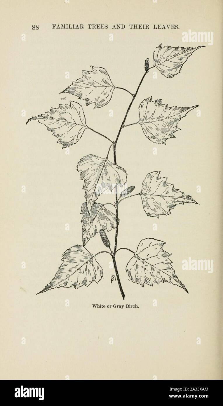 Familiar trees and their leaves, described and illustrated by F. Schuyler Mathews, with illus. in colors and over two hundred drawings by the author, and an introd. by L.H. Bailey (Page 88) (6254419333). Stock Photo