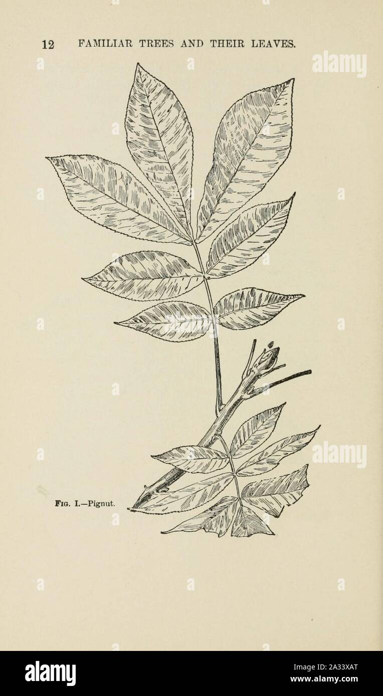 Familiar trees and their leaves, described and illustrated by F. Schuyler Mathews, with illus. in colors and over two hundred drawings by the author, and an introd. by L.H. Bailey (Page 12) (6254946884). Stock Photo