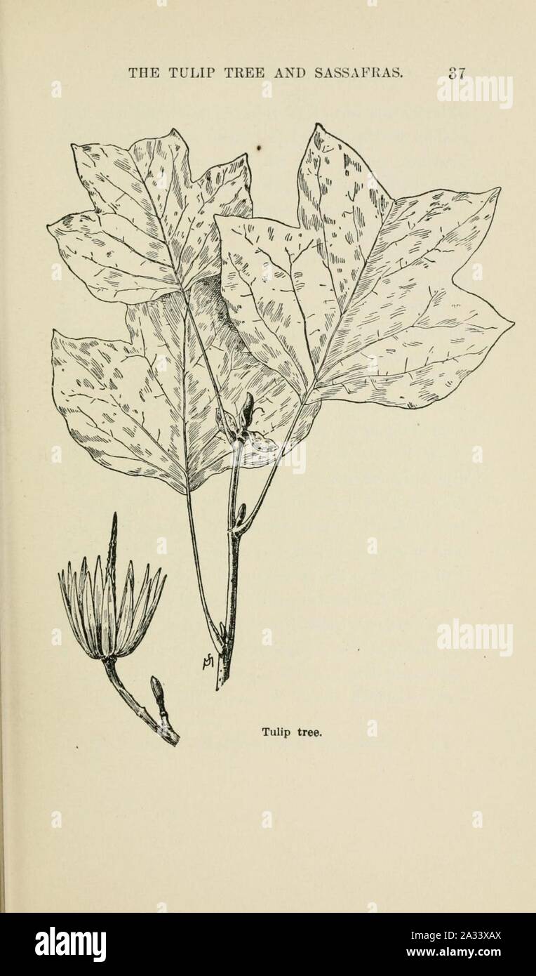 Familiar trees and their leaves, described and illustrated by F. Schuyler Mathews, with illus. in colors and over two hundred drawings by the author, and an introd. by L.H. Bailey (Page 37) (6254417155). Stock Photo