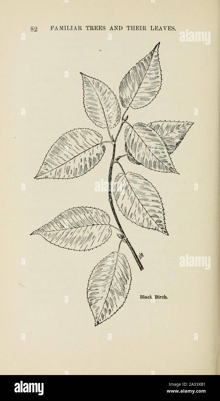 Familiar trees and their leaves, described and illustrated by F. Schuyler Mathews, with illus. in colors and over two hundred drawings by the author, and an introd. by L.H. Bailey (Page 82) (6254418299). Stock Photo