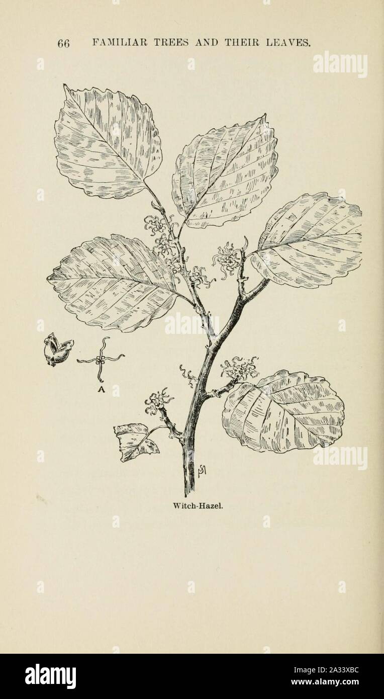 Familiar trees and their leaves, described and illustrated by F. Schuyler Mathews, with illus. in colors and over two hundred drawings by the author, and an introd. by L.H. Bailey (Page 66) (6254417945). Stock Photo