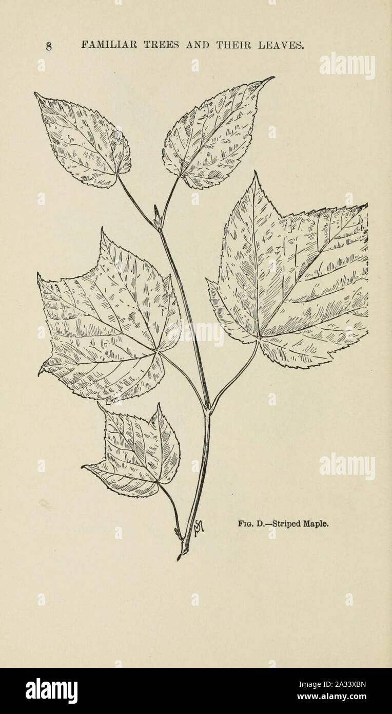 Familiar trees and their leaves, described and illustrated by F. Schuyler Mathews, with illus. in colors and over two hundred drawings by the author, and an introd. by L.H. Bailey (Page 8) (6254414951). Stock Photo