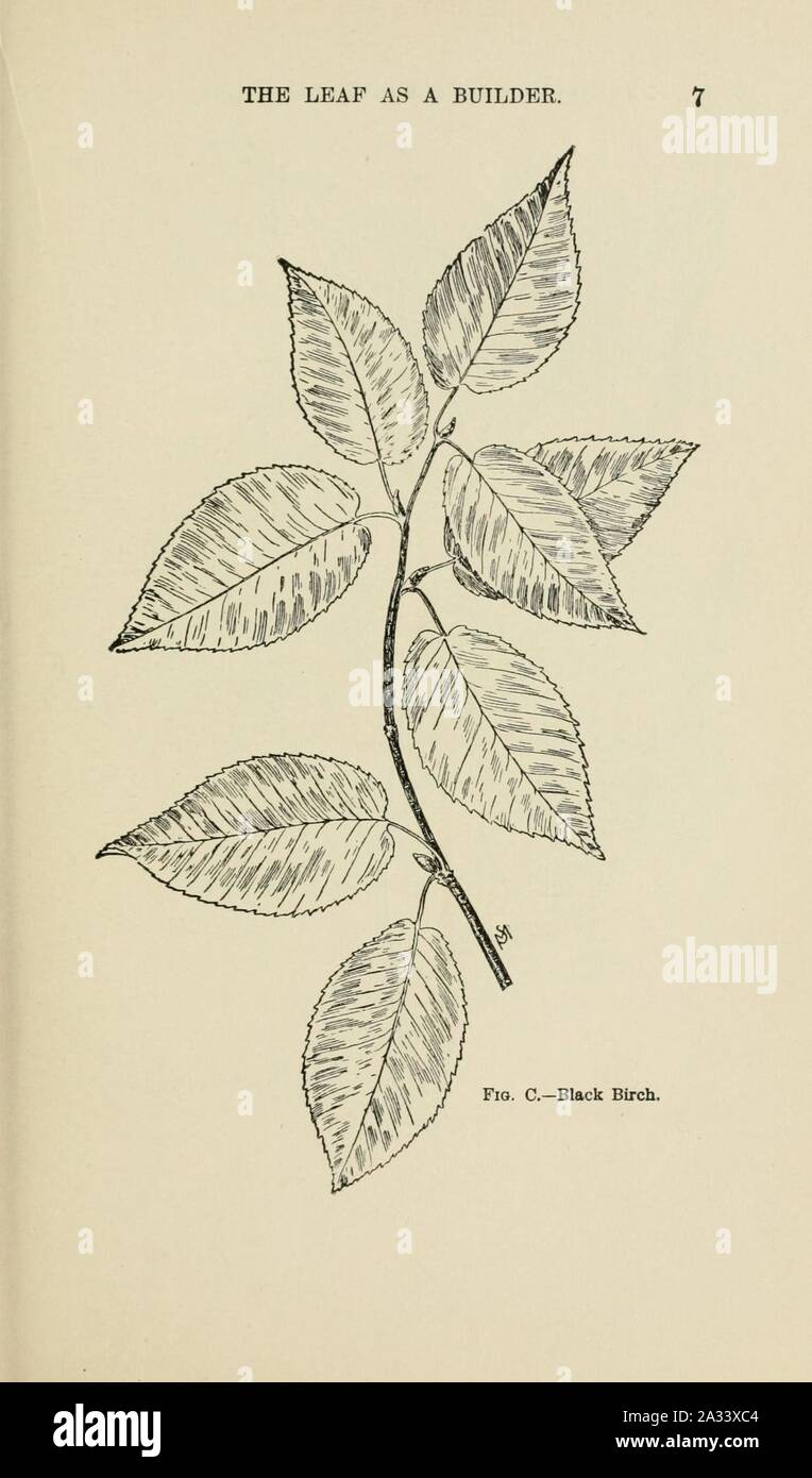 Familiar trees and their leaves, described and illustrated by F. Schuyler Mathews, with illus. in colors and over two hundred drawings by the author, and an introd. by L.H. Bailey (Page 7) (6254414699). Stock Photo