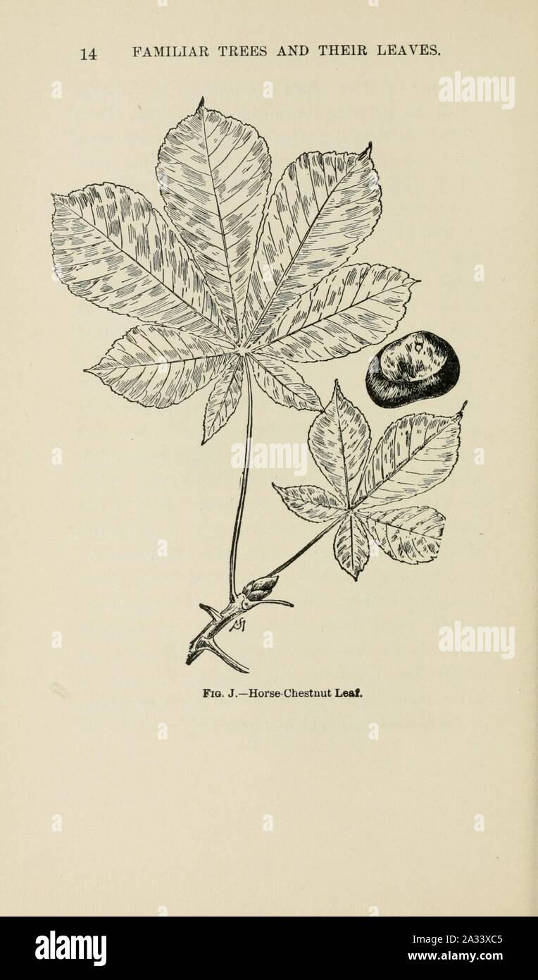 Familiar trees and their leaves, described and illustrated by F. Schuyler Mathews, with illus. in colors and over two hundred drawings by the author, and an introd. by L.H. Bailey (Page 14) (6254947114). Stock Photo