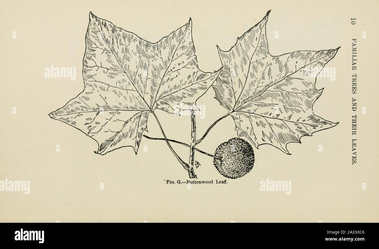 Familiar trees and their leaves, described and illustrated by F. Schuyler Mathews, with illus. in colors and over two hundred drawings by the author, and an introd. by L.H. Bailey (Page 10) (6254946484). Stock Photo