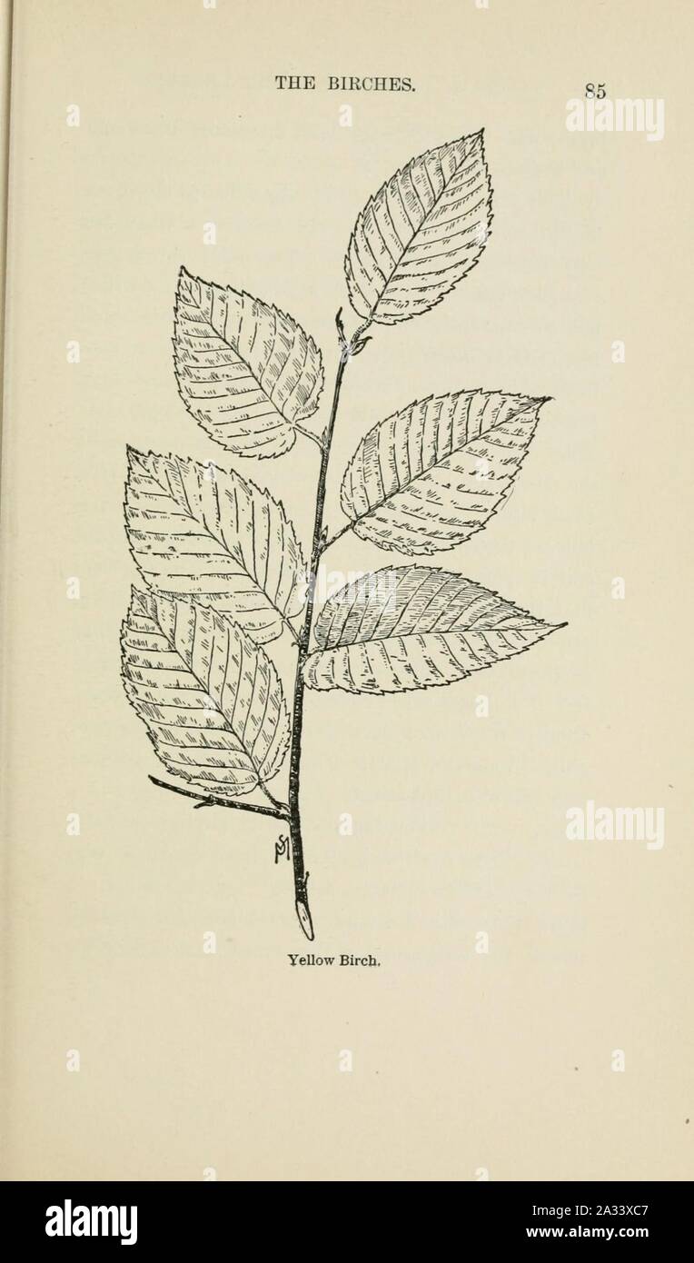 Familiar trees and their leaves, described and illustrated by F. Schuyler Mathews, with illus. in colors and over two hundred drawings by the author, and an introd. by L.H. Bailey (Page 85) (6254418695). Stock Photo