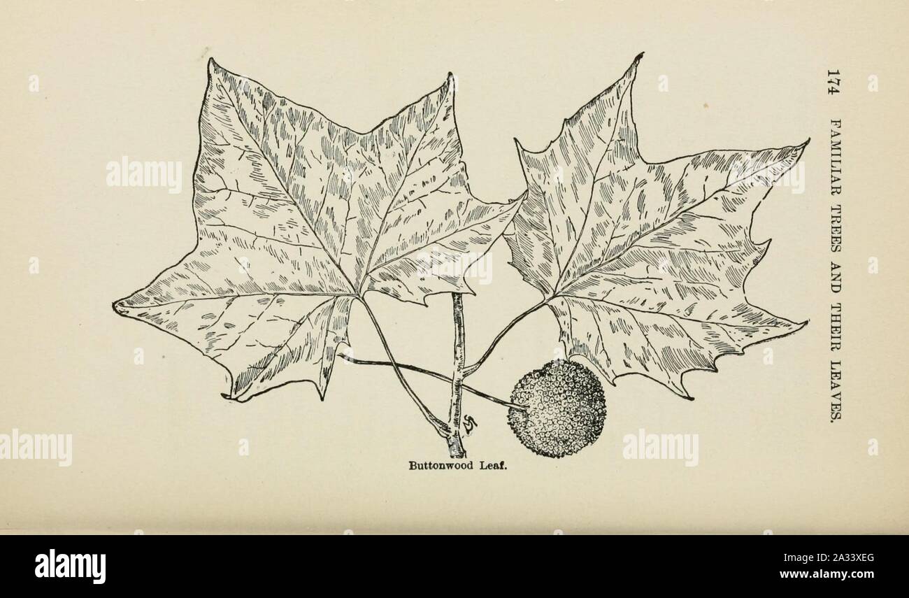 Familiar trees and their leaves, described and illustrated by F. Schuyler Mathews, with illus. in colors and over two hundred drawings by the author, and an introd. by L.H. Bailey (Page 174) (6254953012). Stock Photo