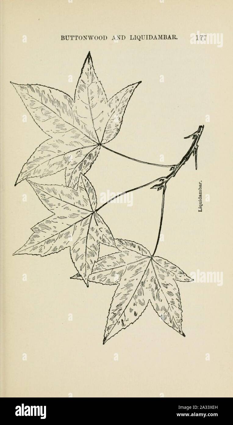 Familiar trees and their leaves, described and illustrated by F. Schuyler Mathews, with illus. in colors and over two hundred drawings by the author, and an introd. by L.H. Bailey (Page 177) (6254953298). Stock Photo