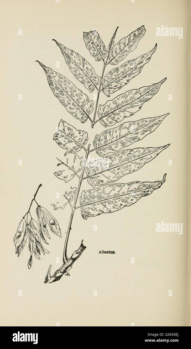 Familiar trees and their leaves, described and illustrated by F. Schuyler Mathews, with illus. in colors and over two hundred drawings by the author, and an introd. by L.H. Bailey (Page 210) (6254423493). Stock Photo