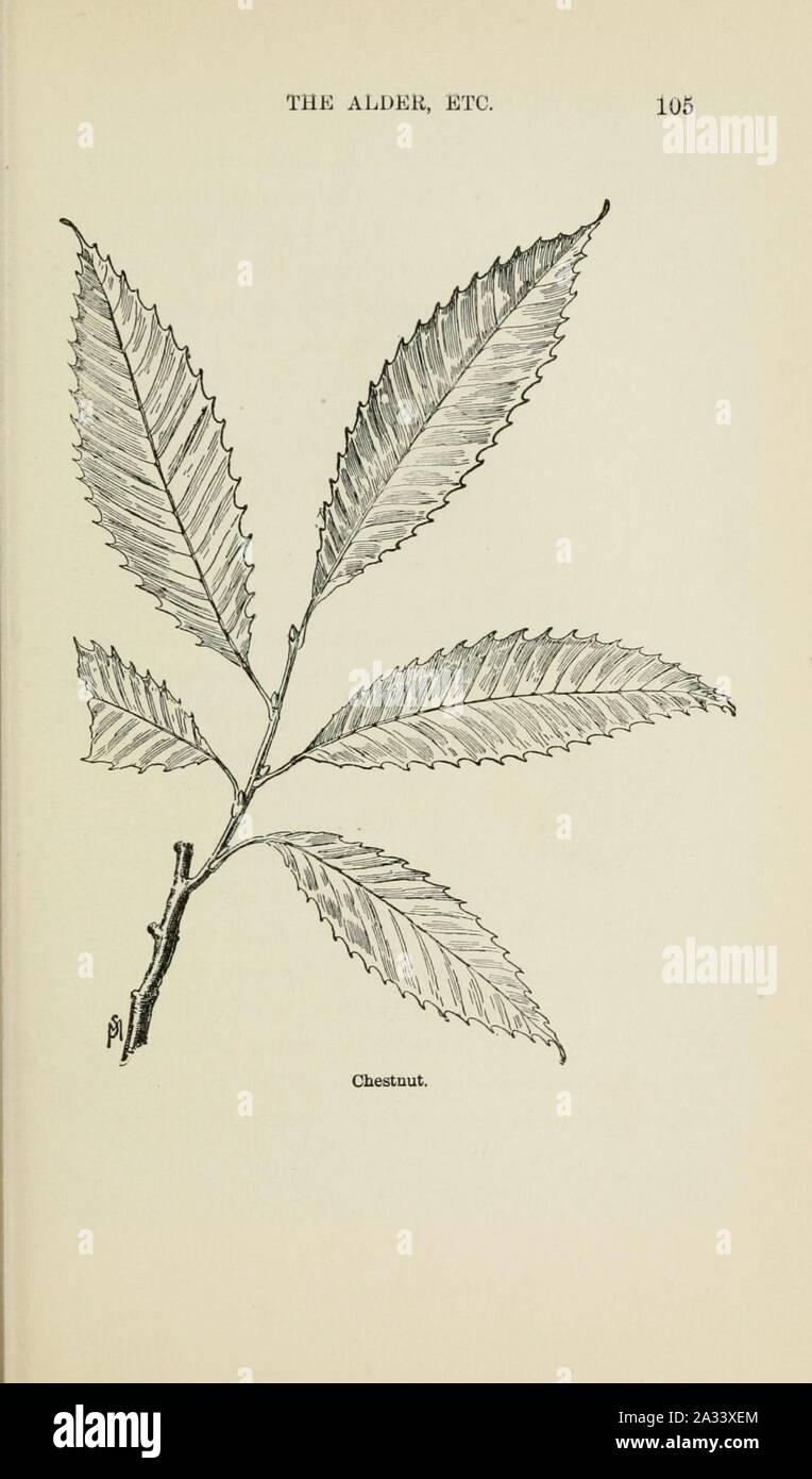 Familiar trees and their leaves, described and illustrated by F. Schuyler Mathews, with illus. in colors and over two hundred drawings by the author, and an introd. by L.H. Bailey (Page 105) (6254951596). Stock Photo