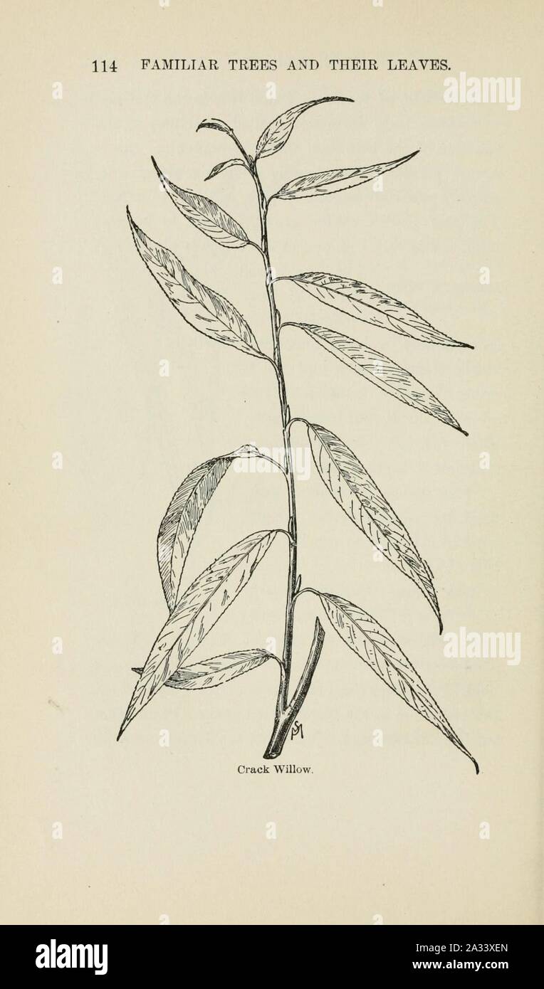 Familiar trees and their leaves, described and illustrated by F. Schuyler Mathews, with illus. in colors and over two hundred drawings by the author, and an introd. by L.H. Bailey (Page 114) (6254420853). Stock Photo