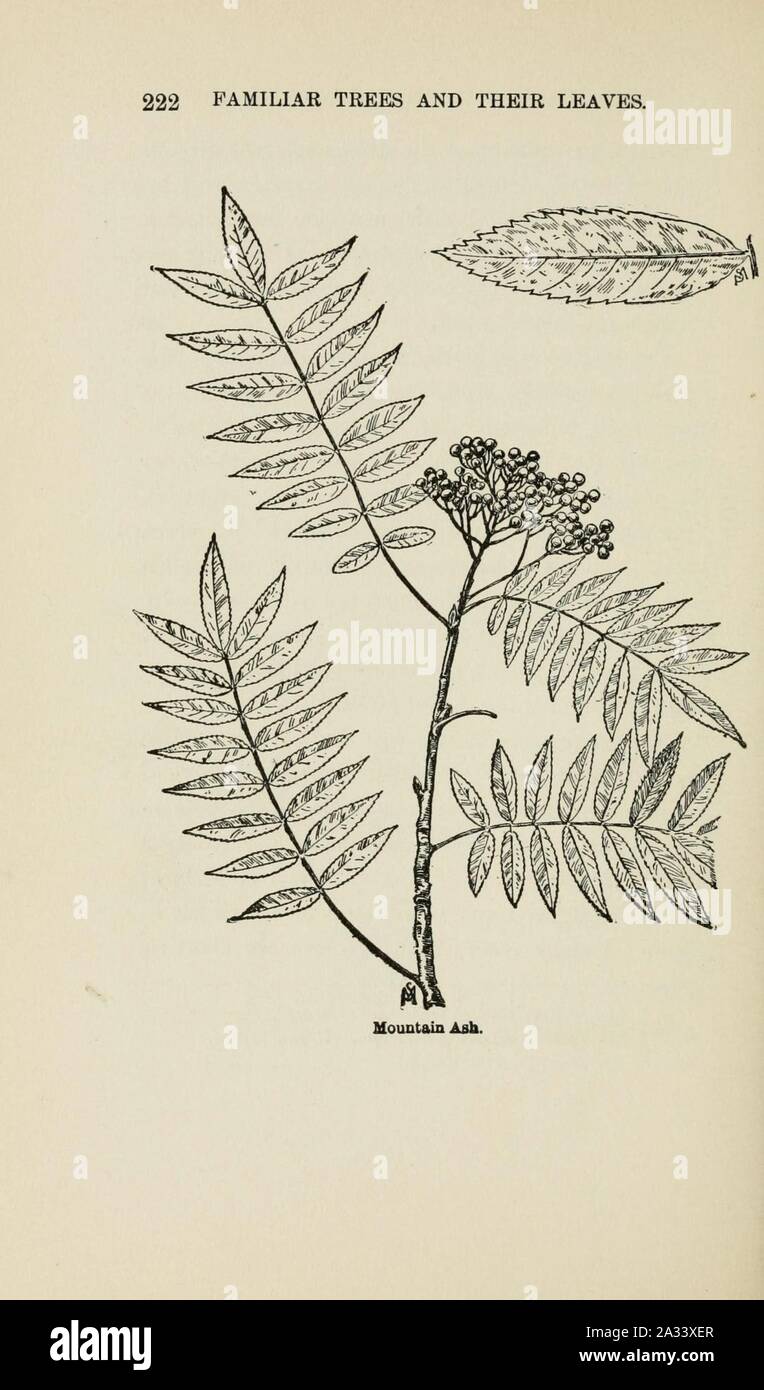 Familiar trees and their leaves, described and illustrated by F. Schuyler Mathews, with illus. in colors and over two hundred drawings by the author, and an introd. by L.H. Bailey (Page 222) (6254955326). Stock Photo