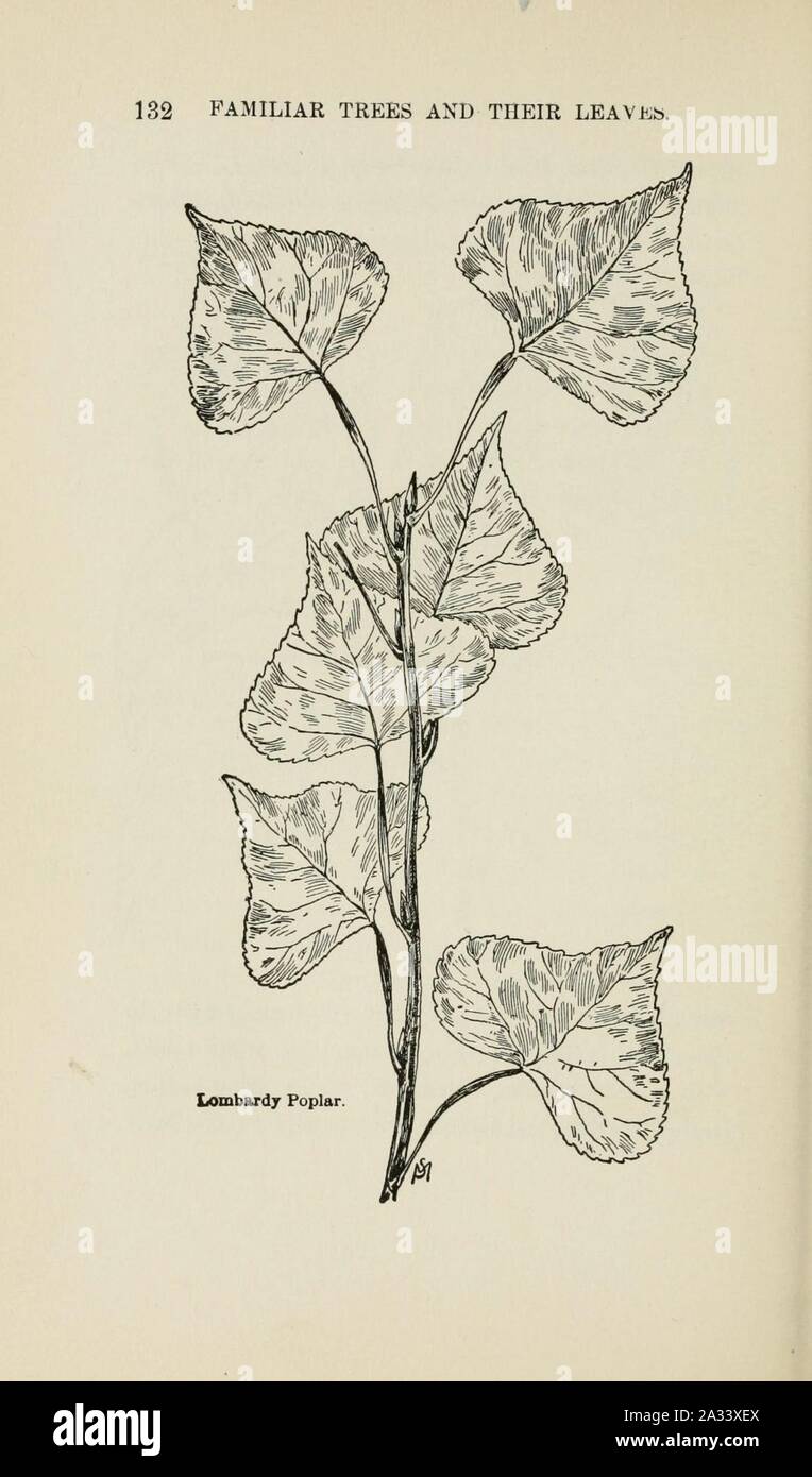 Familiar trees and their leaves, described and illustrated by F. Schuyler Mathews, with illus. in colors and over two hundred drawings by the author, and an introd. by L.H. Bailey (Page 132) (6254952416). Stock Photo