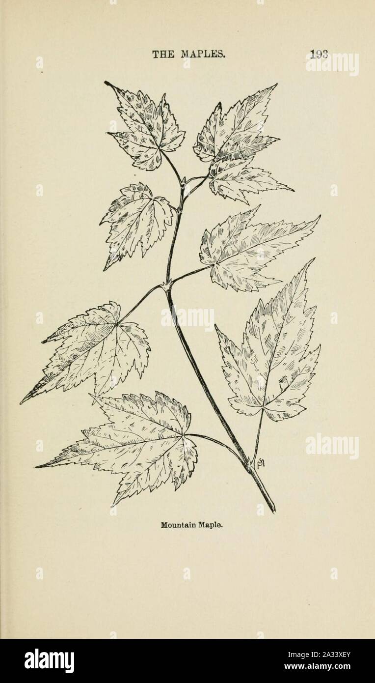 Familiar trees and their leaves, described and illustrated by F. Schuyler Mathews, with illus. in colors and over two hundred drawings by the author, and an introd. by L.H. Bailey (Page 193) (6254953544). Stock Photo