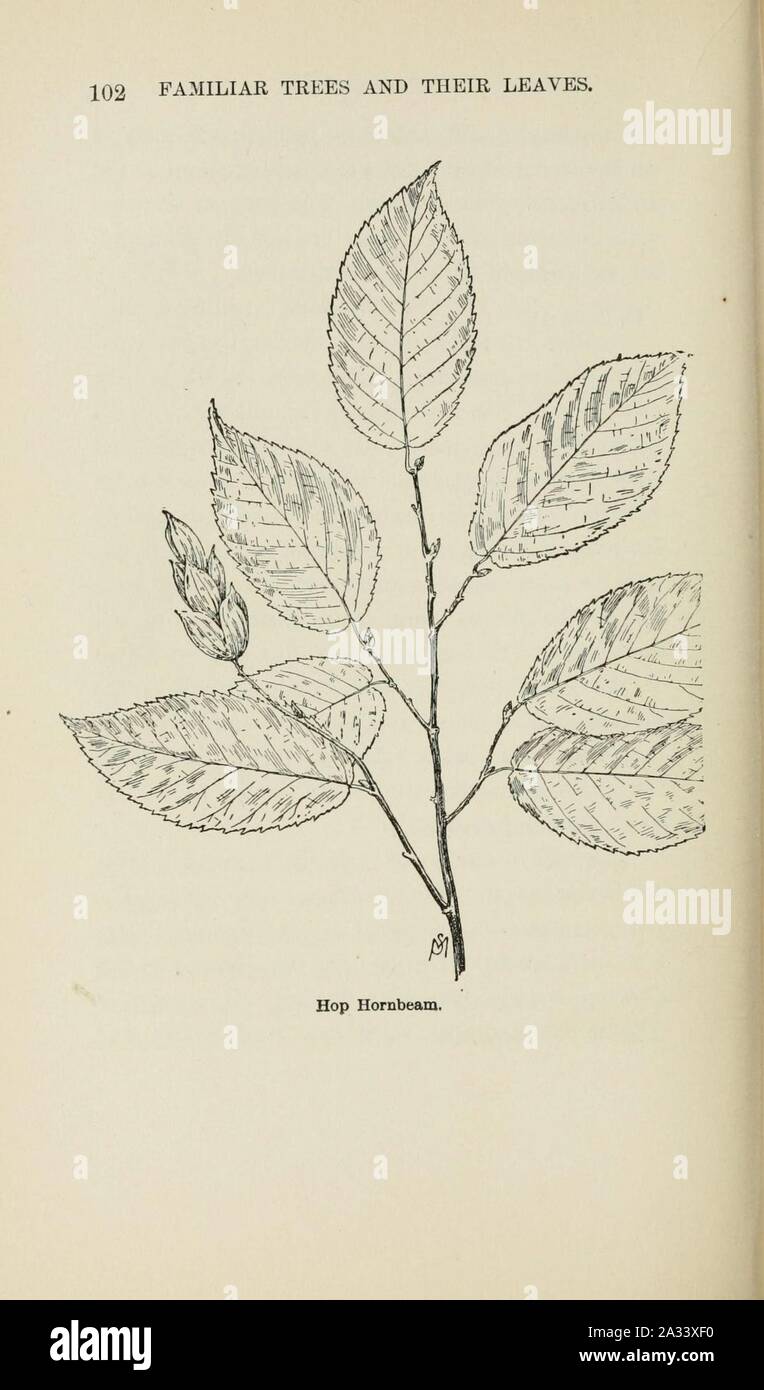 Familiar trees and their leaves, described and illustrated by F. Schuyler Mathews, with illus. in colors and over two hundred drawings by the author, and an introd. by L.H. Bailey (Page 102) (6254951372). Stock Photo