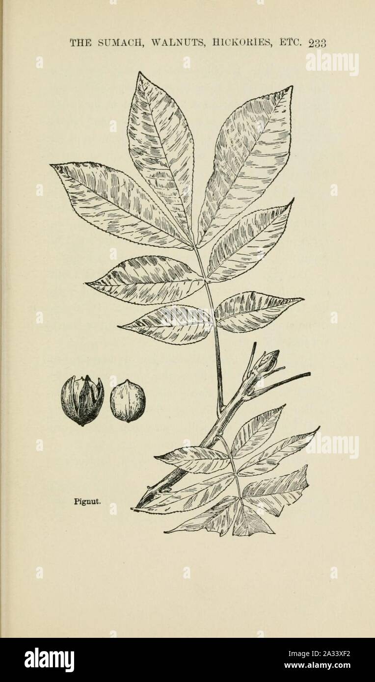 Familiar trees and their leaves, described and illustrated by F. Schuyler Mathews, with illus. in colors and over two hundred drawings by the author, and an introd. by L.H. Bailey (Page 233) (6254957090). Stock Photo
