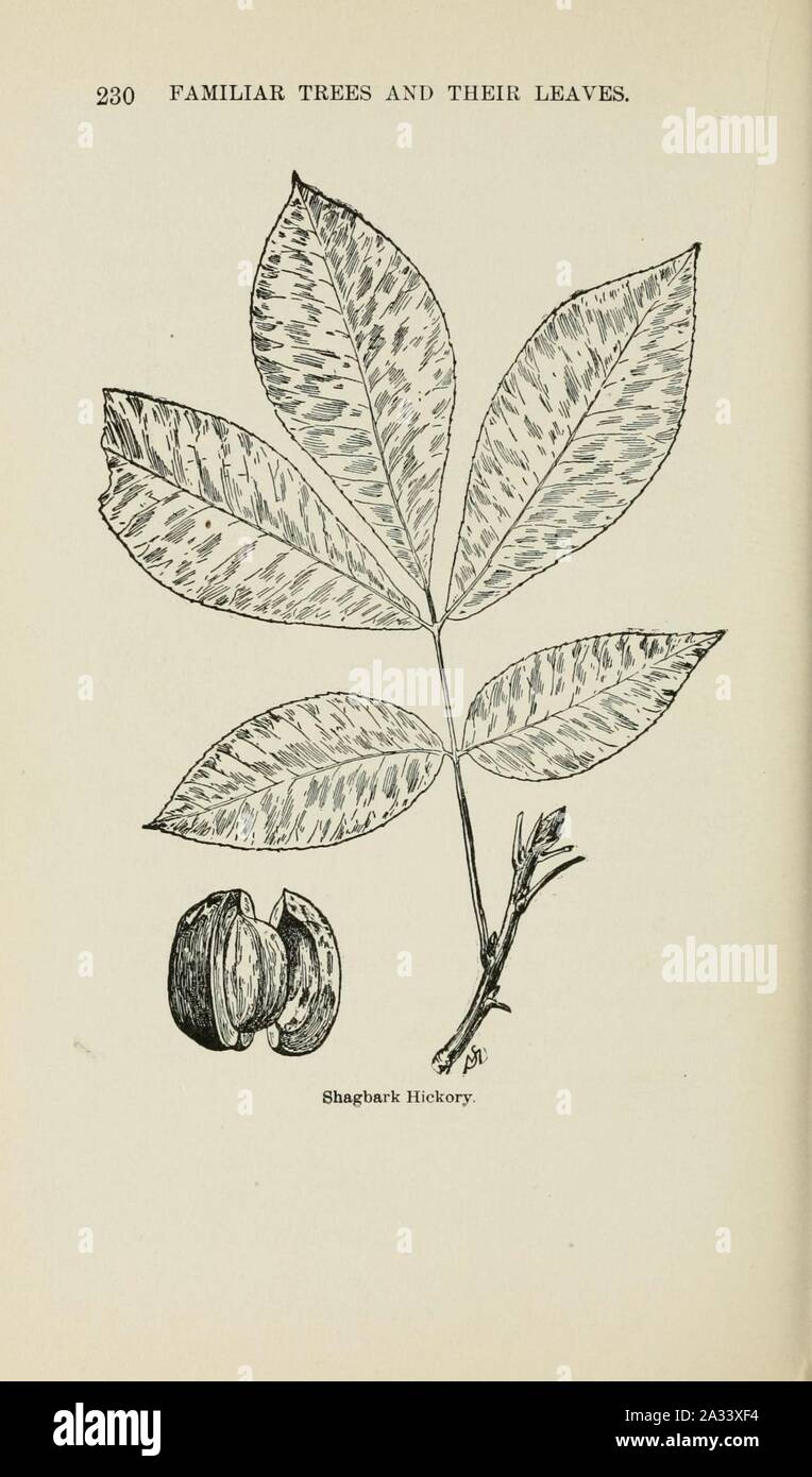 Familiar trees and their leaves, described and illustrated by F. Schuyler Mathews, with illus. in colors and over two hundred drawings by the author, and an introd. by L.H. Bailey (Page 230) (6254425649). Stock Photo