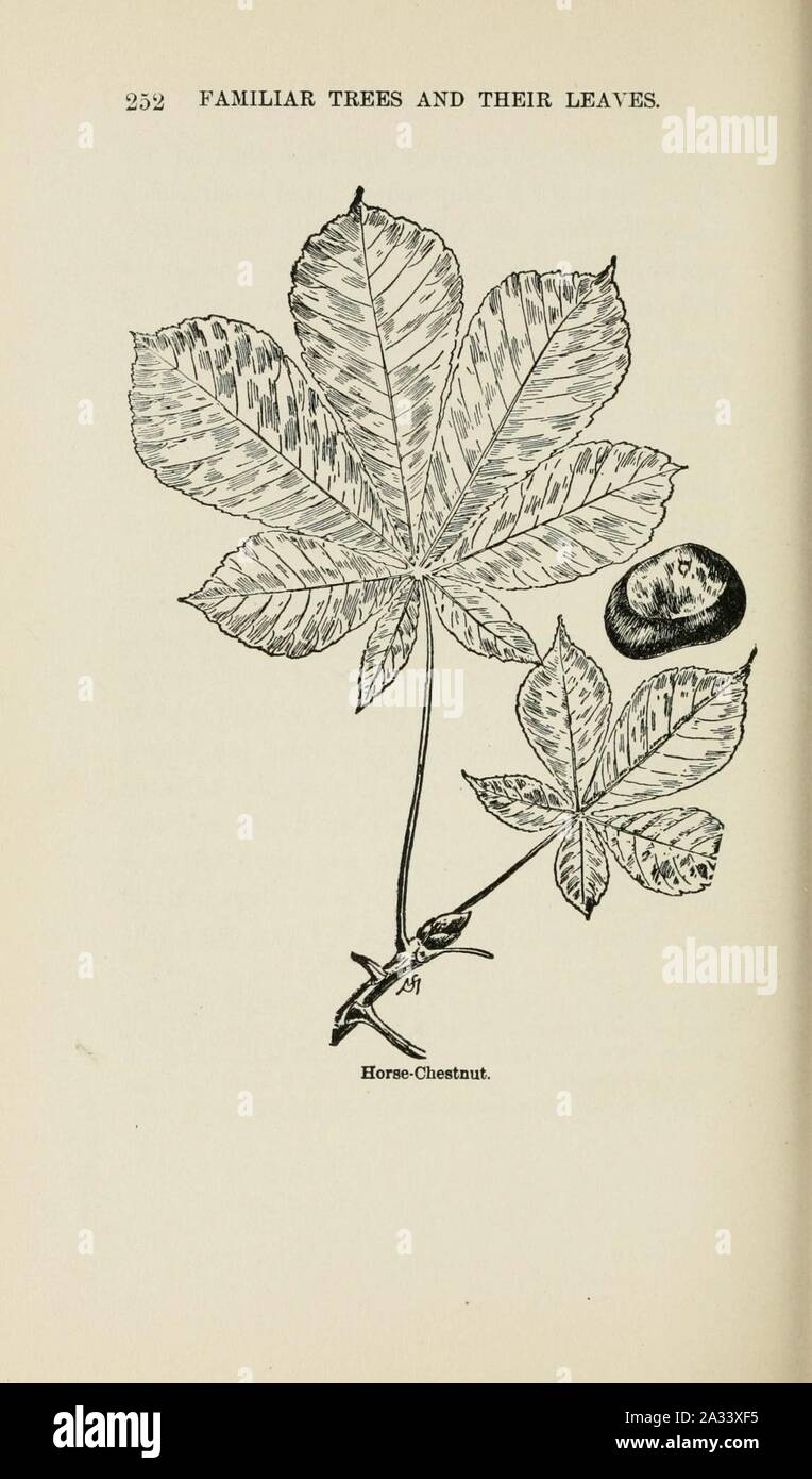 Familiar trees and their leaves, described and illustrated by F. Schuyler Mathews, with illus. in colors and over two hundred drawings by the author, and an introd. by L.H. Bailey (Page 252) (6254426227). Stock Photo