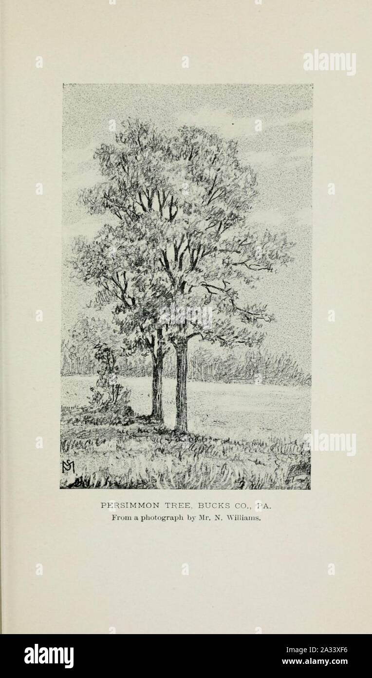 Familiar trees and their leaves, described and illustrated by F. Schuyler Mathews, with illus. in colors and over two hundred drawings by the author, and an introd. by L.H. Bailey (Plate) (6254416909). Stock Photo