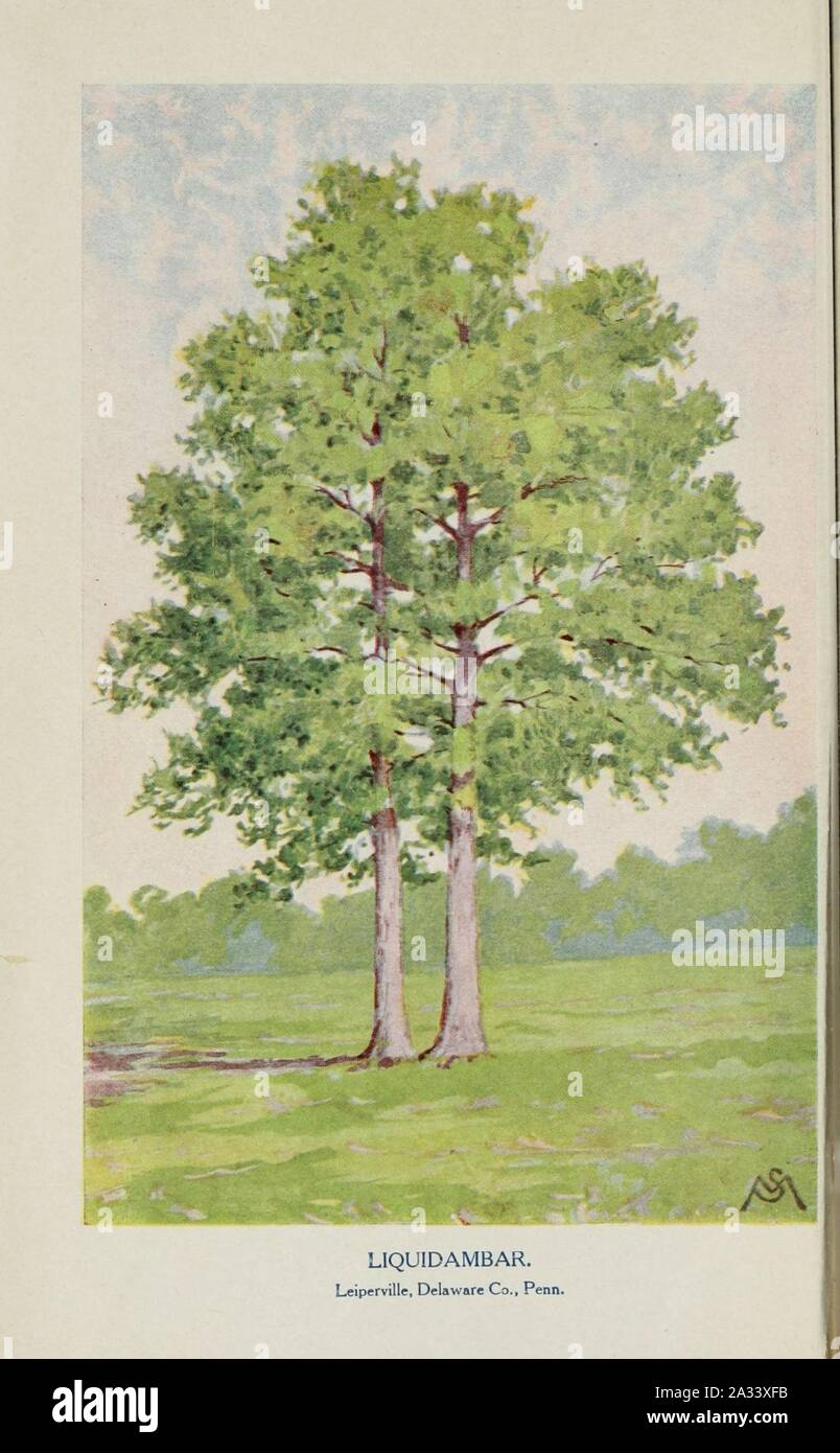 Familiar trees and their leaves, described and illustrated by F. Schuyler Mathews, with illus. in colors and over two hundred drawings by the author, and an introd. by L.H. Bailey (Plate) (6254944404). Stock Photo