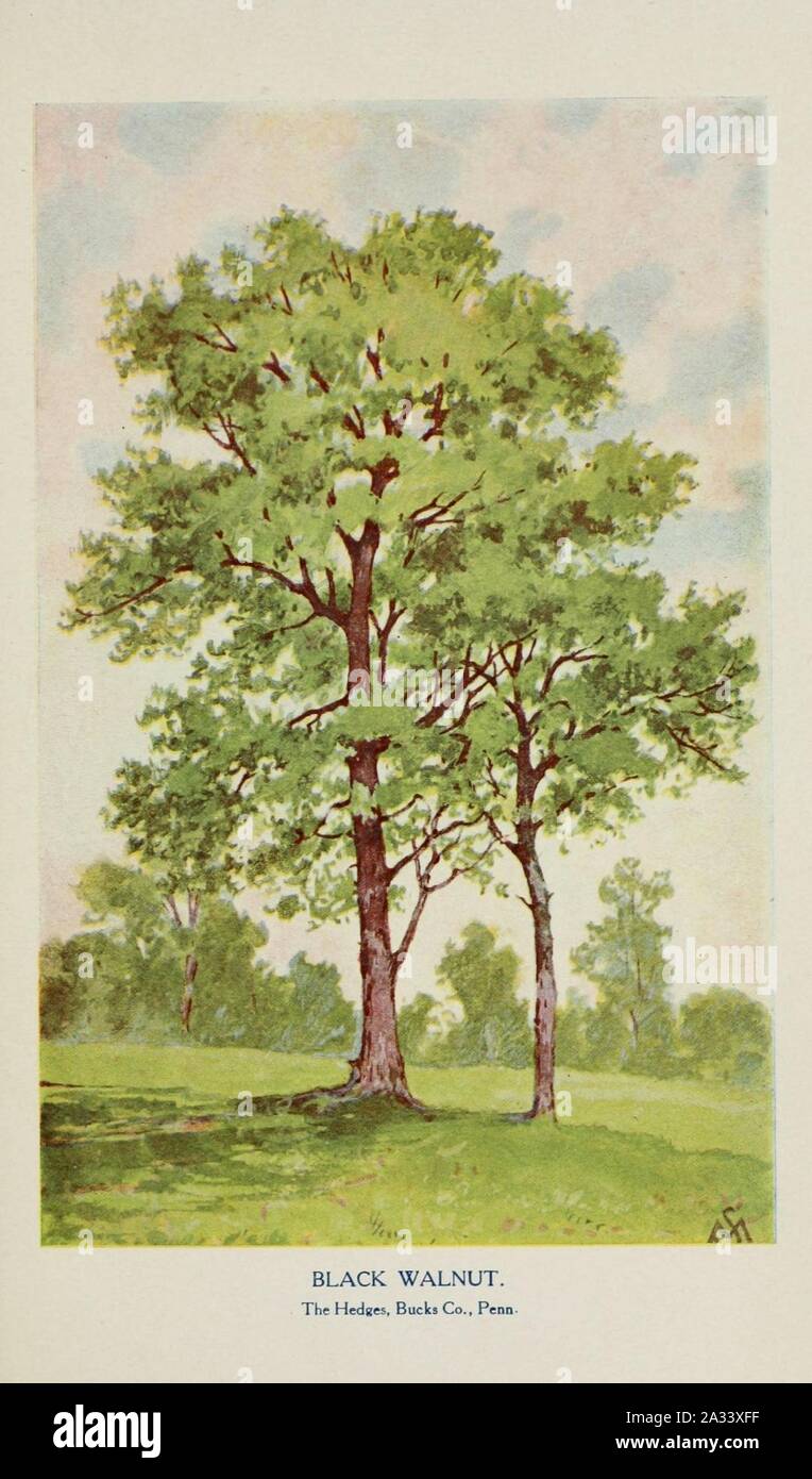 Familiar trees and their leaves, described and illustrated by F. Schuyler Mathews, with illus. in colors and over two hundred drawings by the author, and an introd. by L.H. Bailey (Plate) (6254424717). Stock Photo