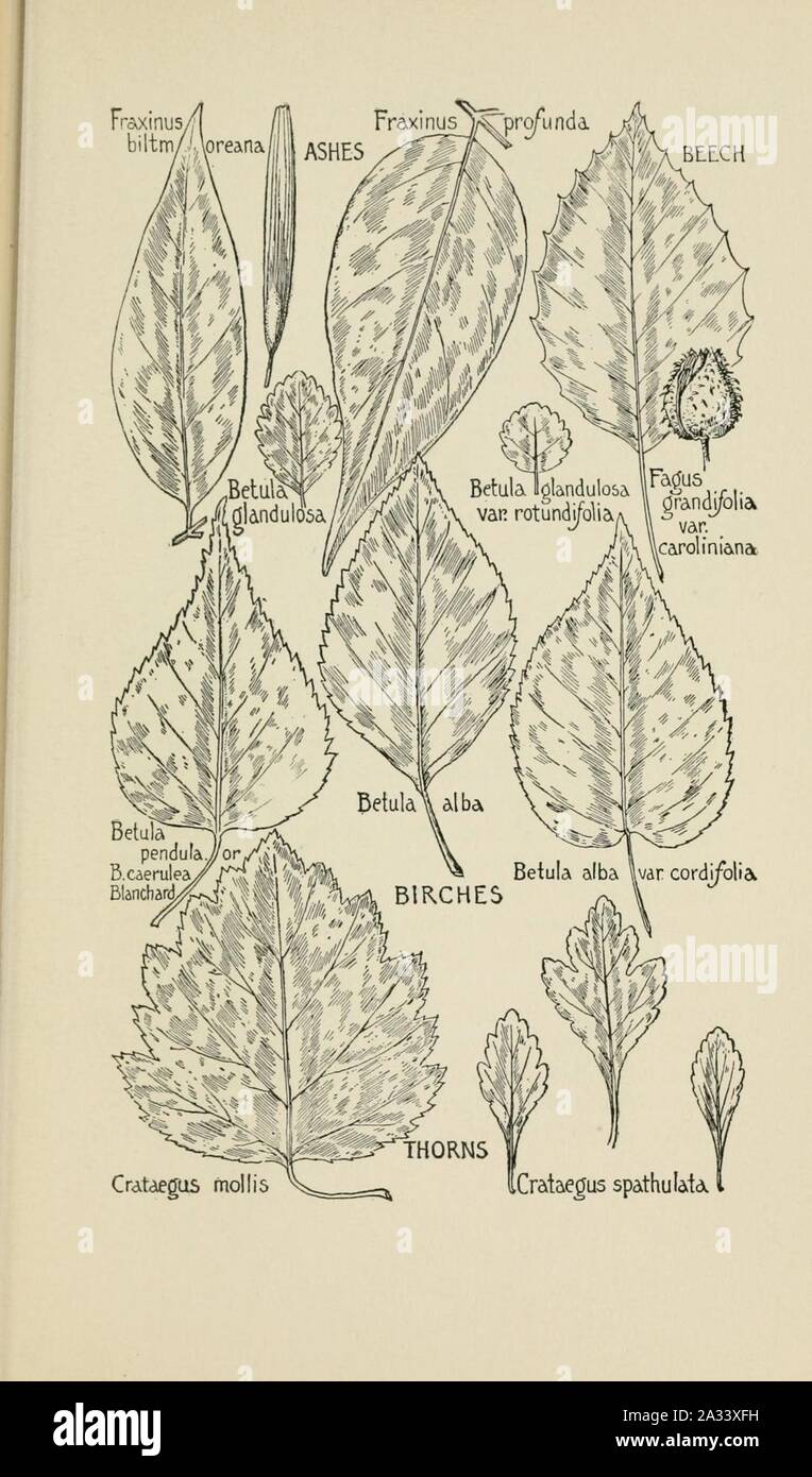Familiar trees and their leaves, described and illustrated by F. Schuyler Mathews, with illus. in colors and over two hundred drawings by the author, and an introd. by L.H. Bailey (Page 307) (6254958672). Stock Photo