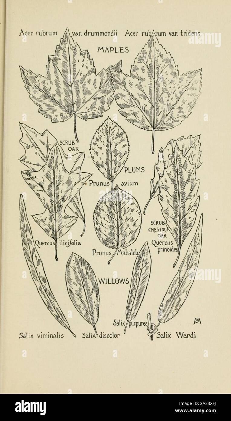 Familiar trees and their leaves, described and illustrated by F. Schuyler Mathews, with illus. in colors and over two hundred drawings by the author, and an introd. by L.H. Bailey (Page 313) (6254427907). Stock Photo
