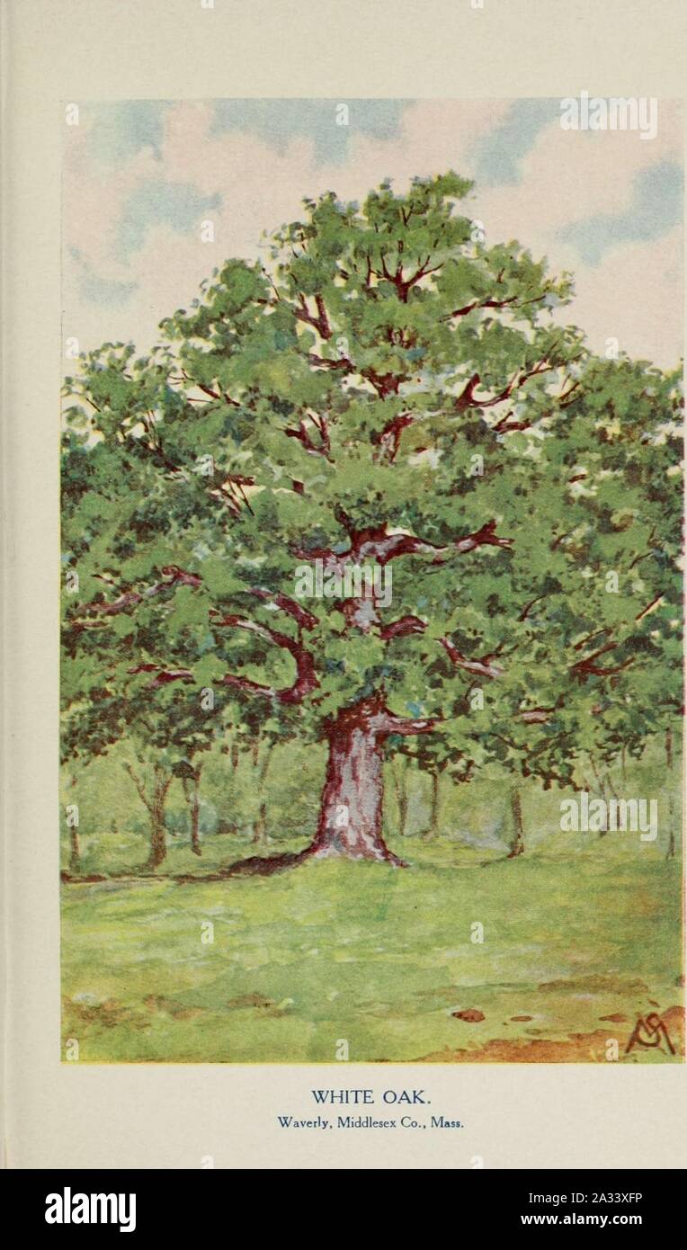 Familiar trees and their leaves, described and illustrated by F. Schuyler Mathews, with illus. in colors and over two hundred drawings by the author, and an introd. by L.H. Bailey (Plate) (6254952674). Stock Photo