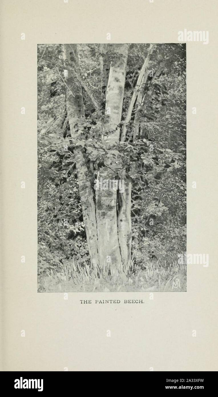 Familiar trees and their leaves, described and illustrated by F. Schuyler Mathews, with illus. in colors and over two hundred drawings by the author, and an introd. by L.H. Bailey (Plate) (6254413647). Stock Photo