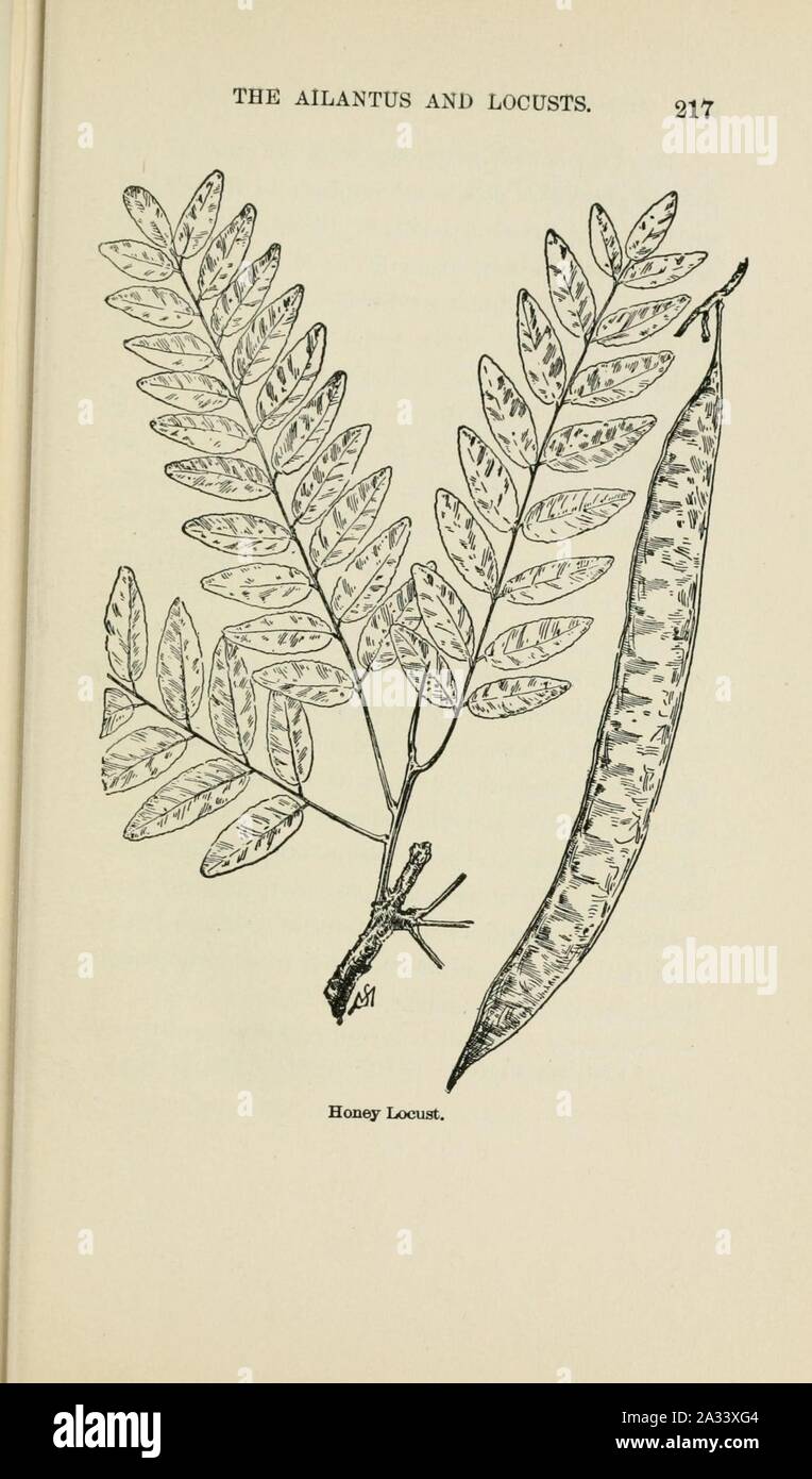 Familiar trees and their leaves, described and illustrated by F. Schuyler Mathews, with illus. in colors and over two hundred drawings by the author, and an introd. by L.H. Bailey (Page 217) (6254955074). Stock Photo