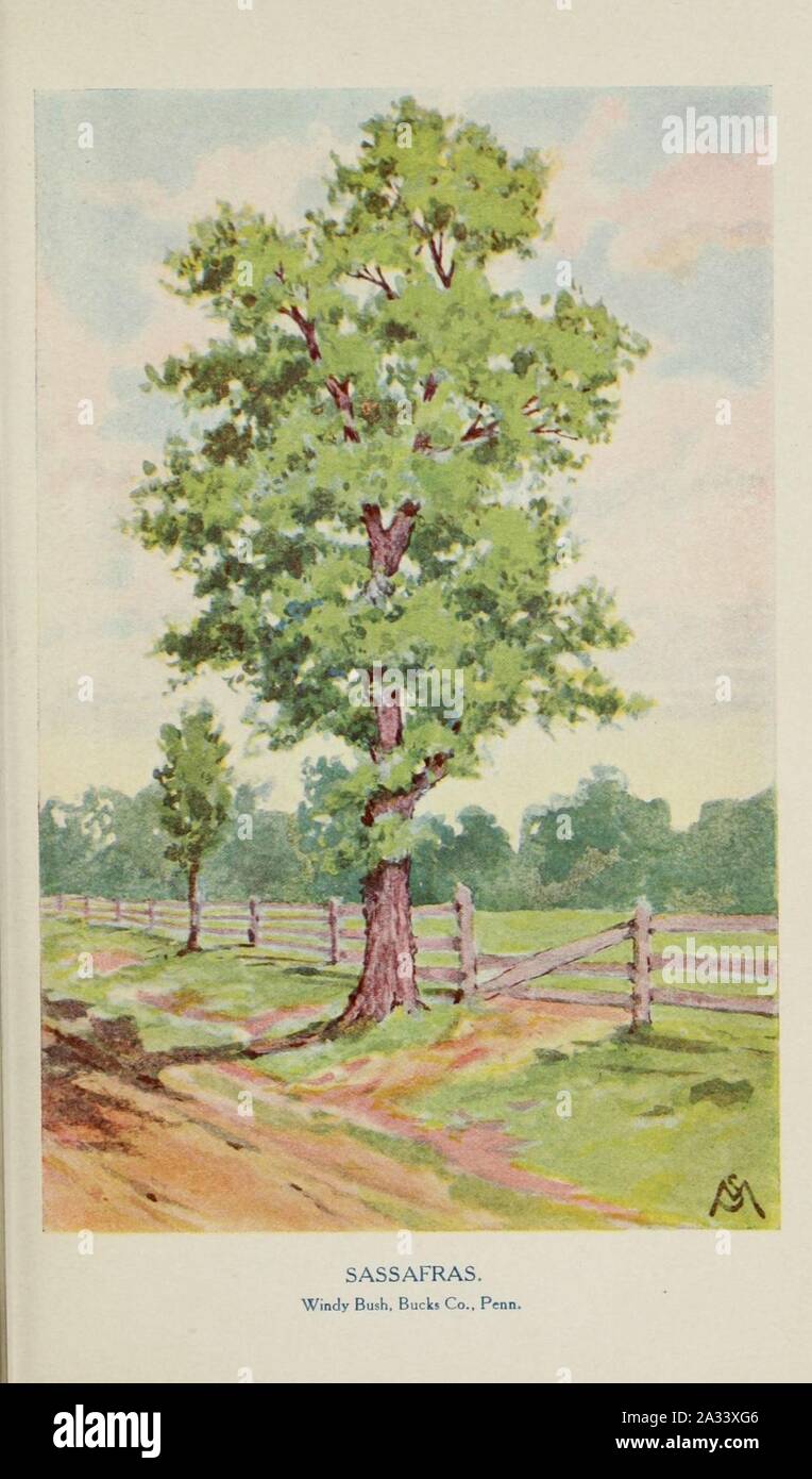 Familiar trees and their leaves, described and illustrated by F. Schuyler Mathews, with illus. in colors and over two hundred drawings by the author, and an introd. by L.H. Bailey (Plate) (6254948702). Stock Photo