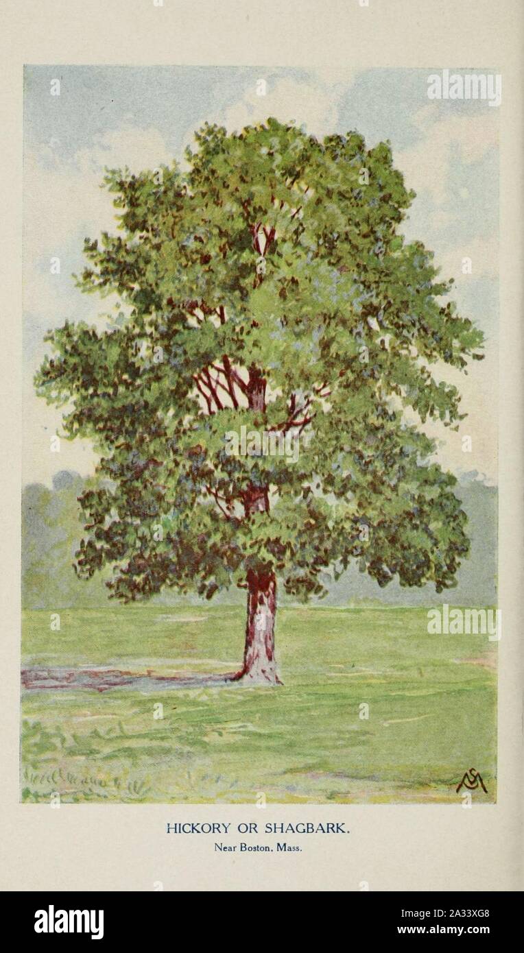 Familiar trees and their leaves, described and illustrated by F. Schuyler Mathews, with illus. in colors and over two hundred drawings by the author, and an introd. by L.H. Bailey (Plate) (6254425297). Stock Photo