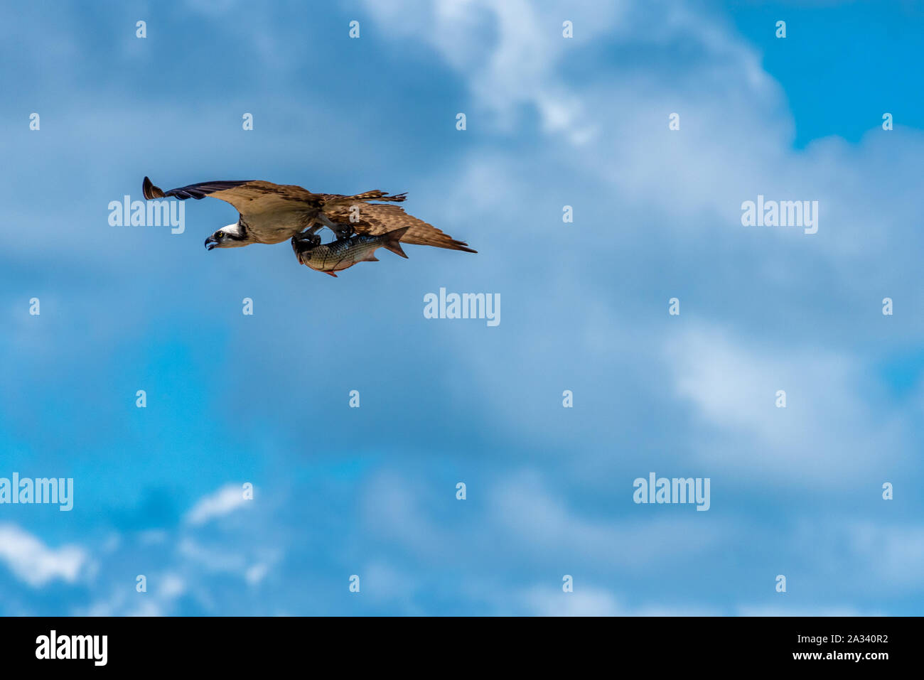 An osprey (Pandion haliaetus), also known as a sea hawk, in flight with a captured fish at Guana River Preserve in Ponte Vedra Beach, FL. (USA) Stock Photo