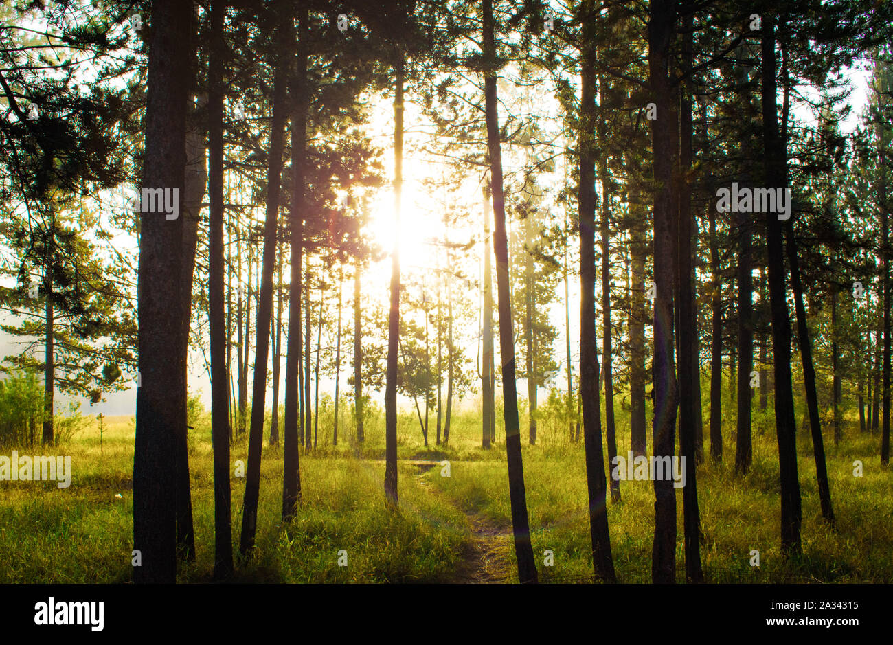 Beautiful Golden Sun Filtered Pine Tree Forest with Blades of Green Stock Photo
