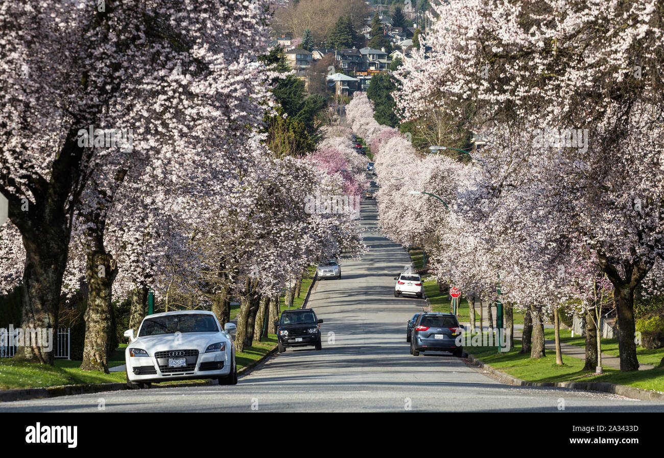 Picture of Arbutus Street