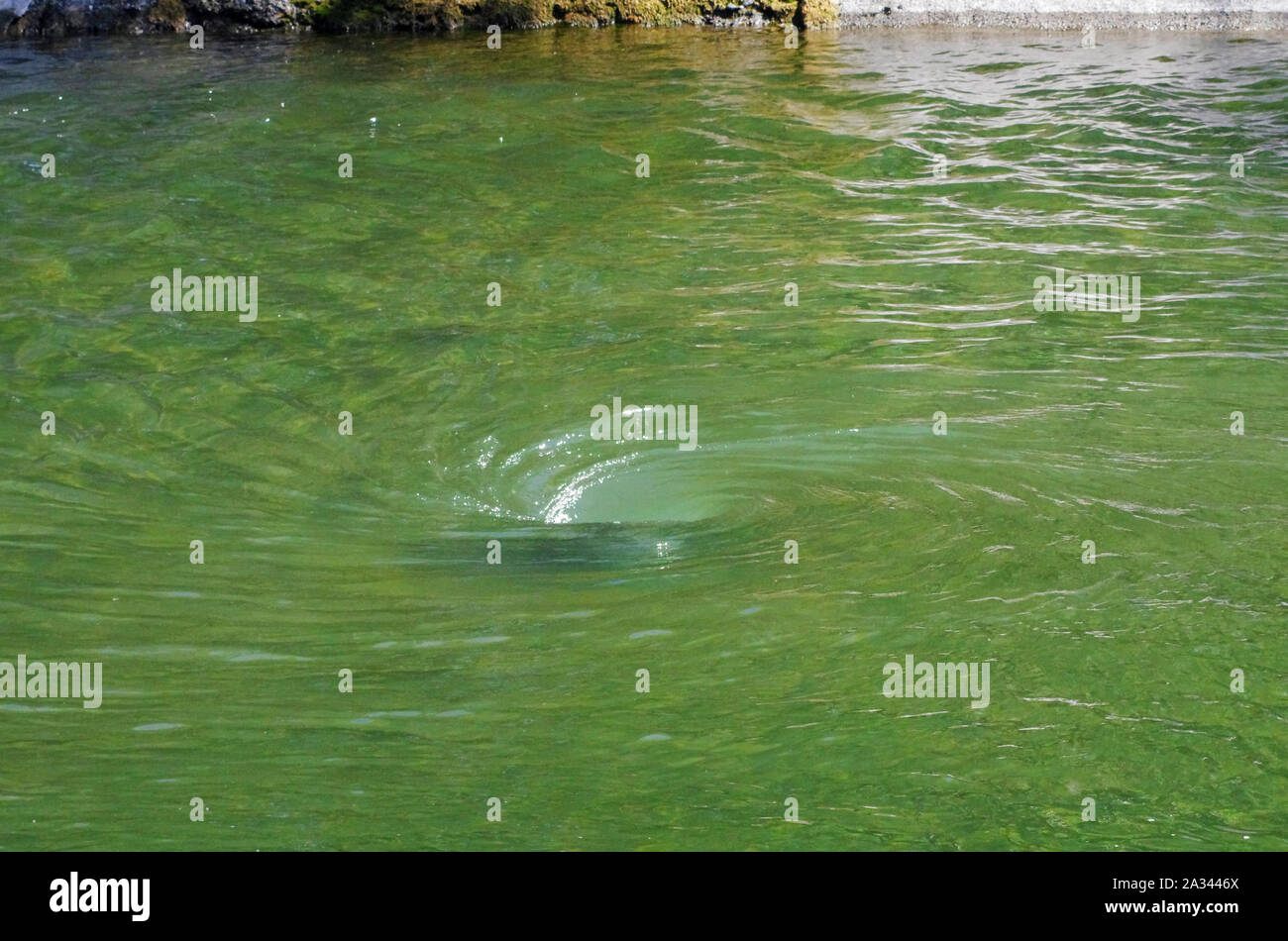 frightening vortex created in the middle of the river in the ticino park. lombardy - Italy Stock Photo