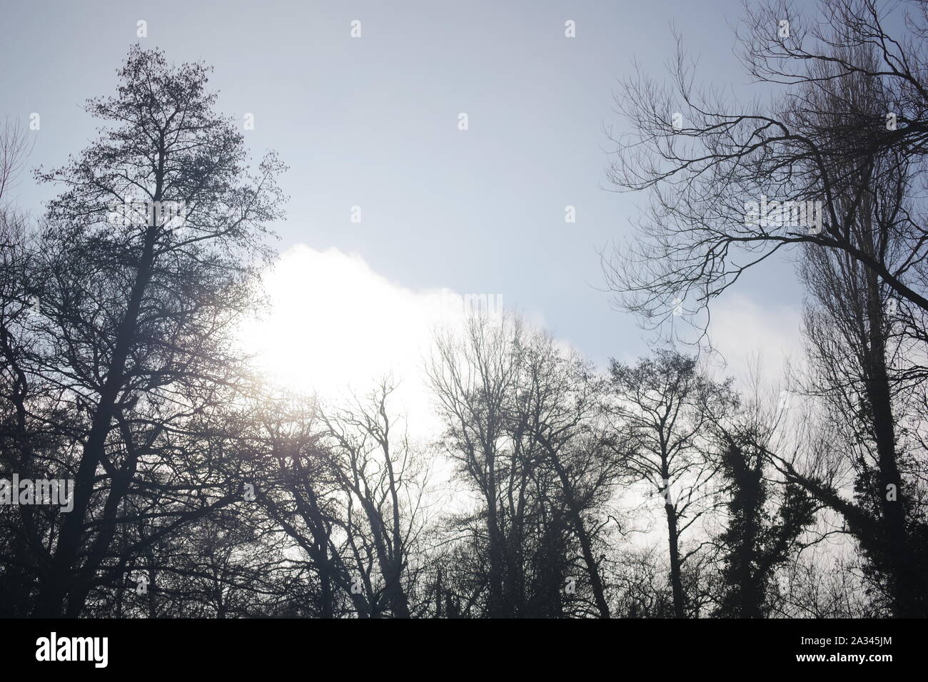 Leafless tree skeletons hi-res stock photography and images - Alamy