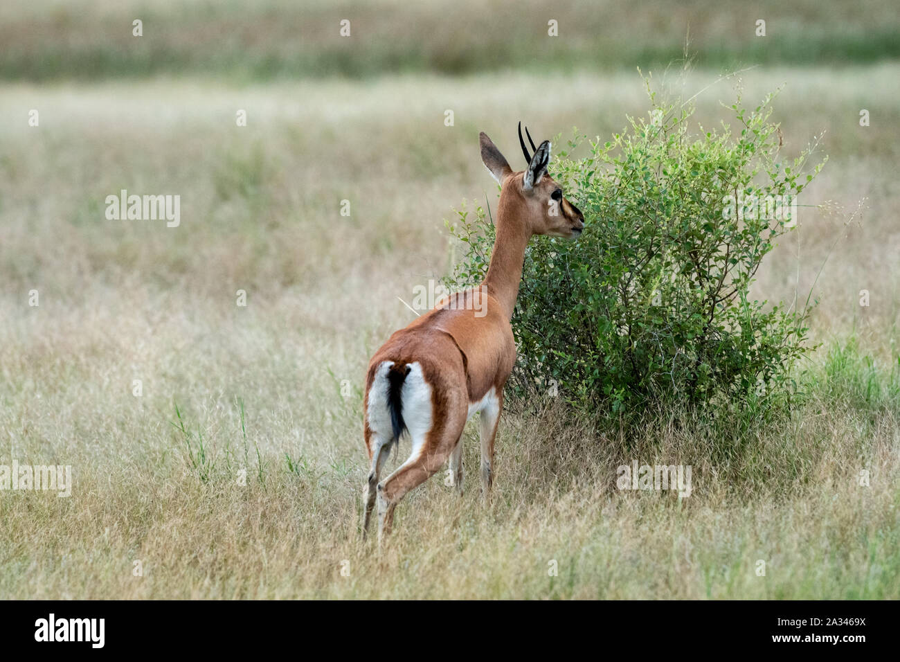 Chinkara or Gazella bennettii or Indian gazelle an Antelope. A grazing deer on green grass in open field in monsoon during safari of ranthambore park Stock Photo