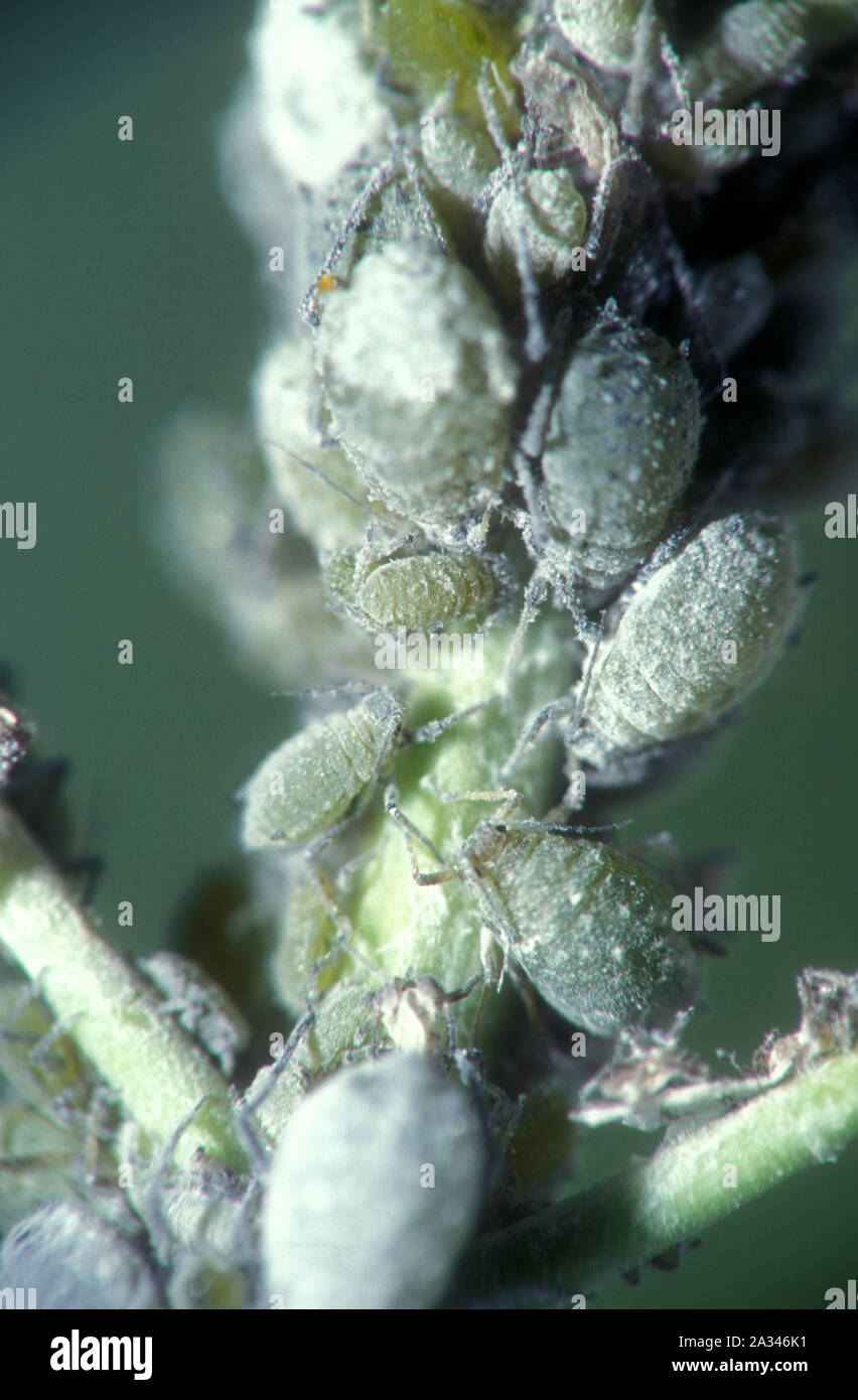 Cabbage aphids are bluish-grey in colour with a pale powdery waxy coating. They are often found in dense clusters underneath the leaves. Stock Photo